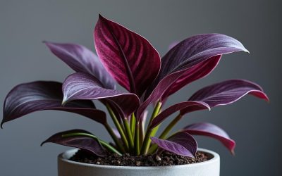 Comment entretenir le purple oyster plant pour une croissance optimale ?