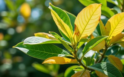 Accueil 16 Laurier rose : comprendre les causes des feuilles jaunes pour mieux le soigner