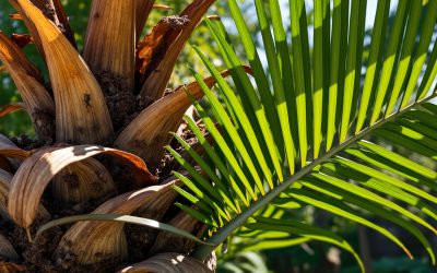 Accueil 14 Les causes surprenantes des feuilles marron sur un palmier : comment redonner vie à votre plante